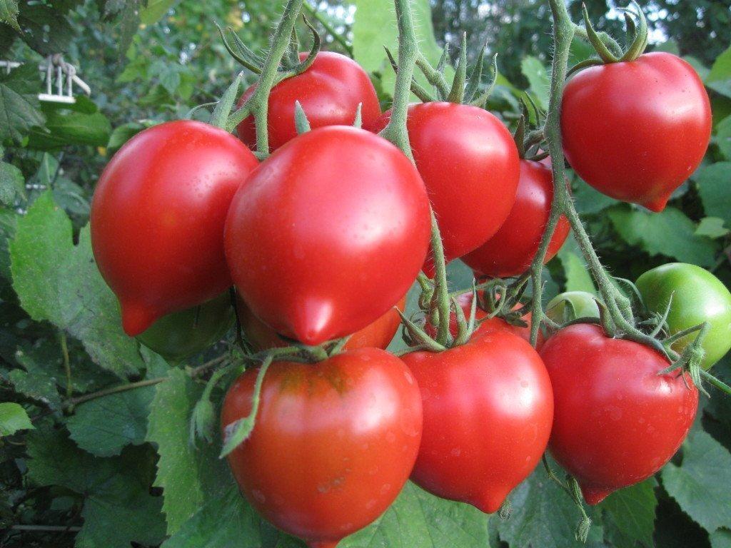 Rostyk Red F1